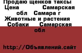 Продаю щенков таксы › Цена ­ 2 000 - Самарская обл., Самара г. Животные и растения » Собаки   . Самарская обл.